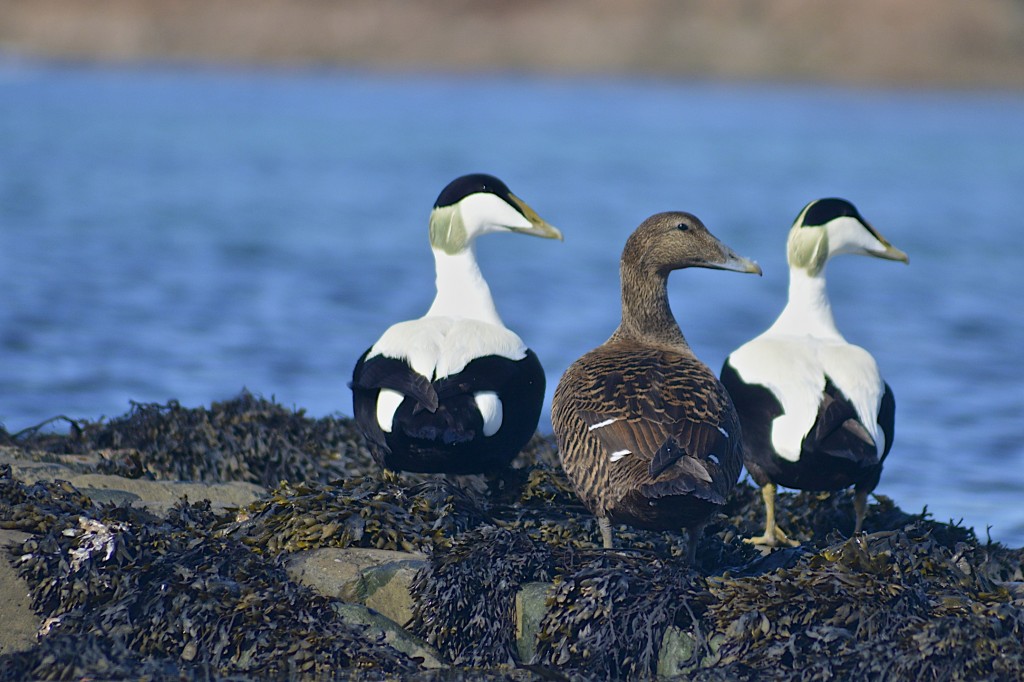 Iona's home to a wide variety of birdlife from resident to seasonal visitors