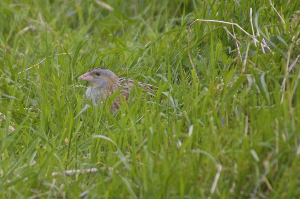 A little bird few visitors to Iona spot but you can't avoid hearing in the spring and summer.