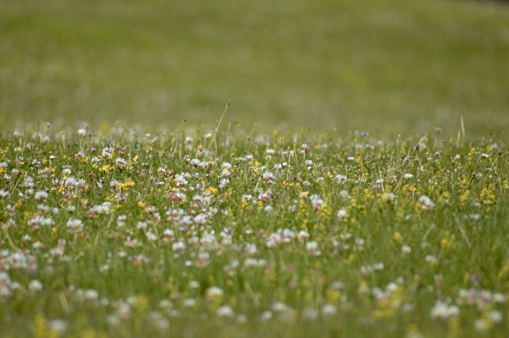 A rich diversity of wild flowers can be seen in the summer months. 